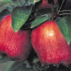 devon cider apples