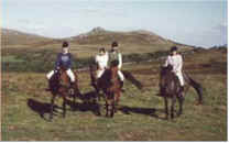 dartmoor ponies